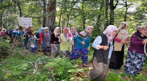 Zonguldak&#8217;ta sopalı ağaç nöbeti: “Köy koruması altındadır, kimse kesemez”
