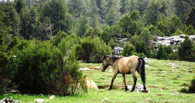 Isparta&#8217;da ardıç ormanına mermer ocağı