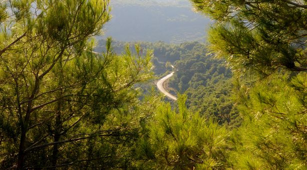Kaz Dağları&#8217;nda maden talanına Danıştay desteği