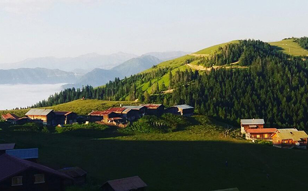 Karadeniz&#8217;de rant sırası Pokut ve Sal yaylalarında