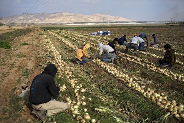 İsrail&#8217;in Batı Şeria&#8217;daki tarım uygulamaları: Yerleşimciler ihya olurken Filistinliler aç kalıyor &#8211; Emre Köse (soL)