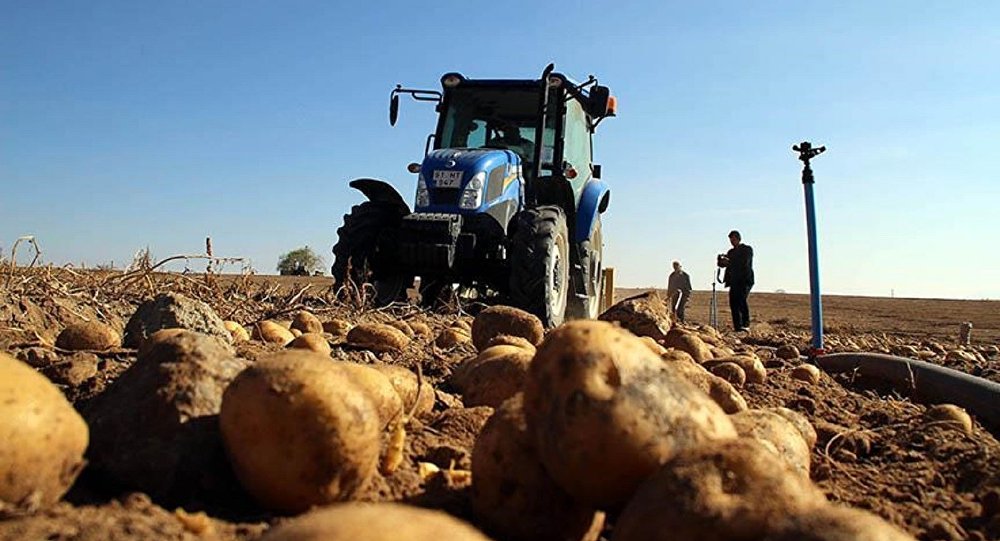 Patates üreticileri ithalat kararına tepkili: Böyle bir ihtiyaç yok, bu kararname kimin için?