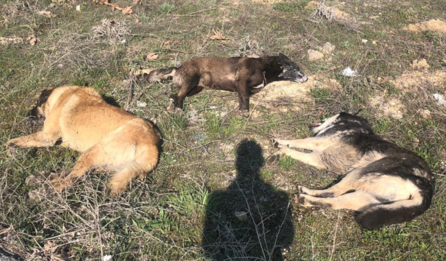 Ankara&#8217;da yine hayvan katliamı: Zehirlenmiş et yiyen köpekler hayatını kaybetti