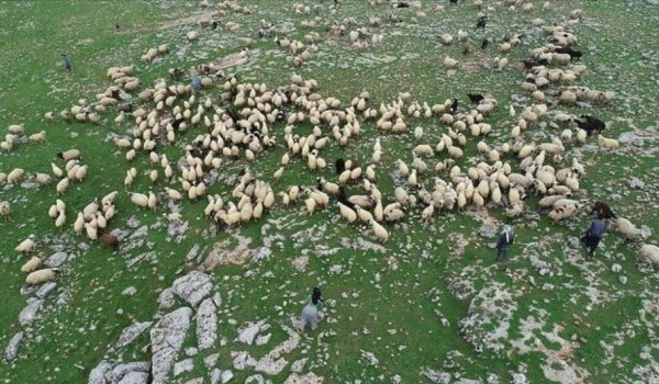 Tarım ve Orman Bakanlığı yurttaşlara hastalıklı hayvan dağıttı