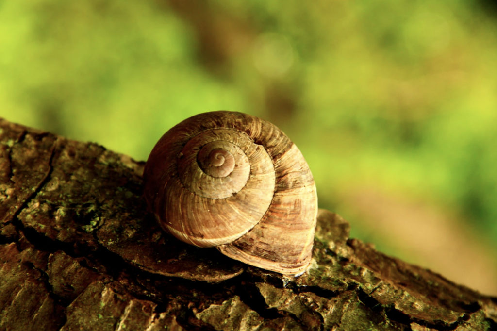 Hepimiz aynı Gezi’de miydik? Hayvan özgürlüğü mücadelesine bir bakış – Özge Özgün (5Harfliler)