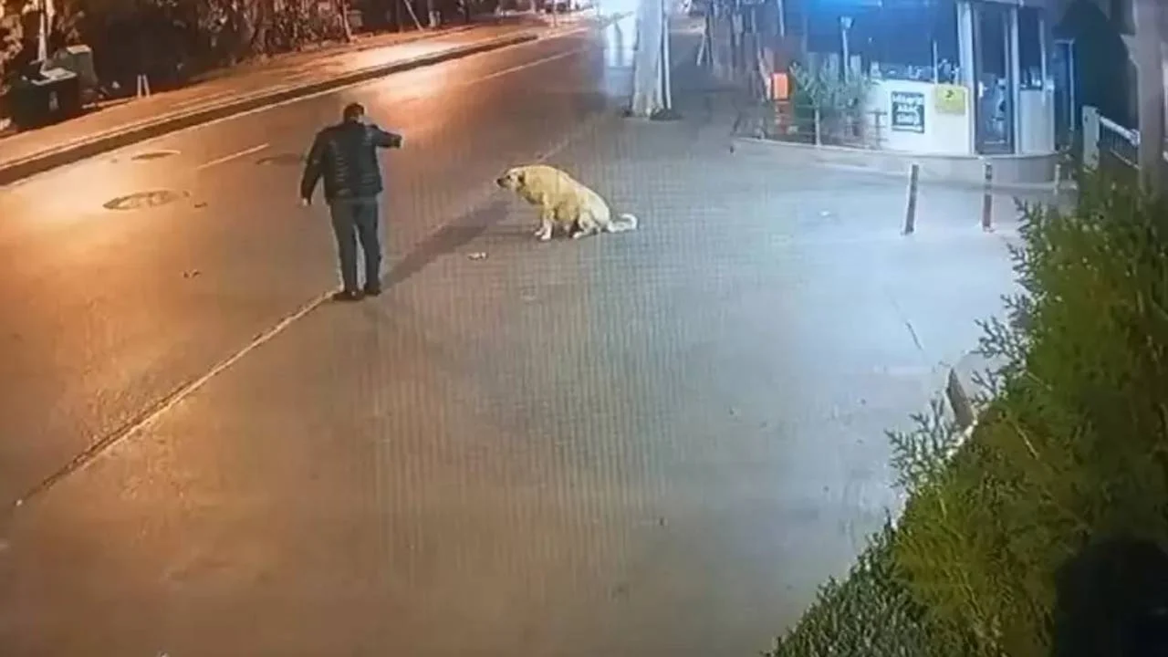 İstanbul&#8217;da köpeğe silah çekmişti: 9 adet suç kaydı olan kişi tutuklandı