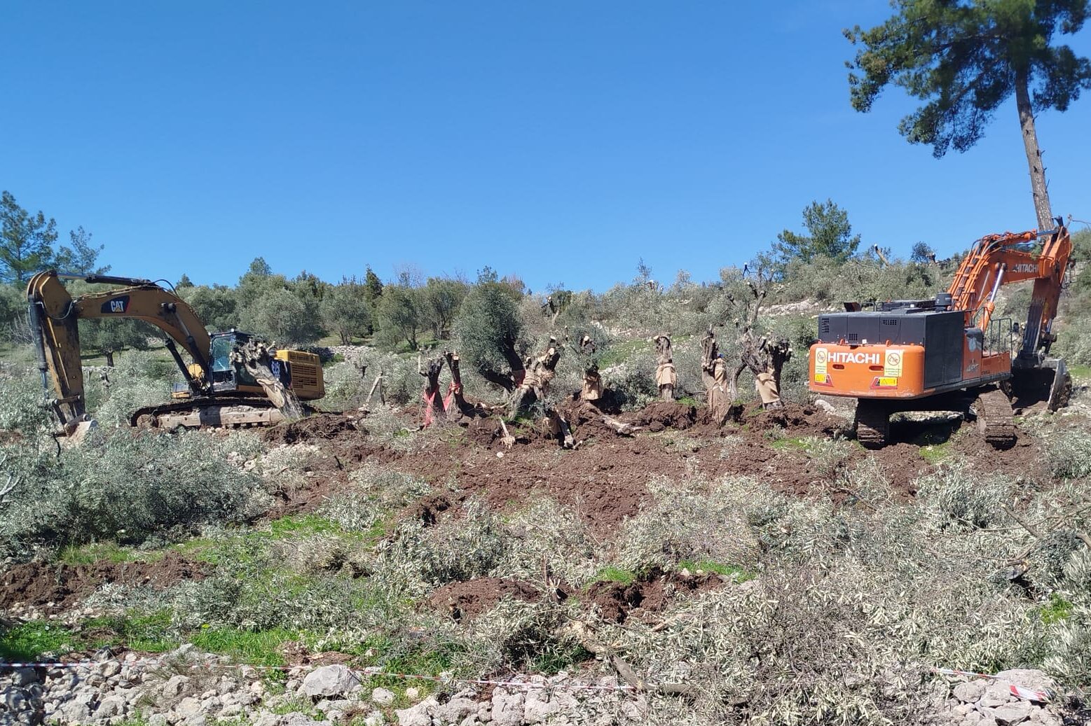 YK Enerji'den Akbelen'de zeytin kıyımı: 50'den fazla zeytin ağacı kesildi